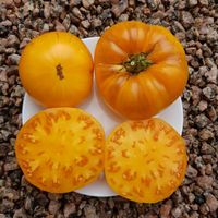 Big Golden Delicious 